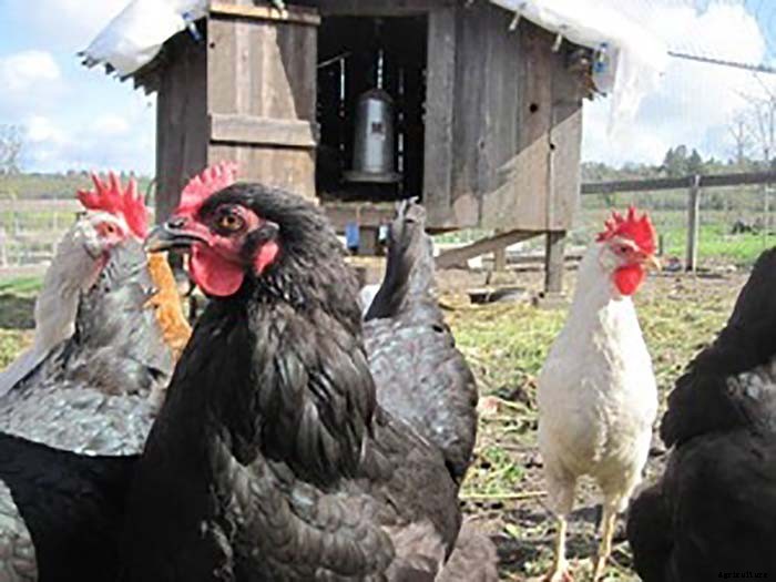 Organic Farmer Grosses $100,000 Per Acre on 8 Acre Farm