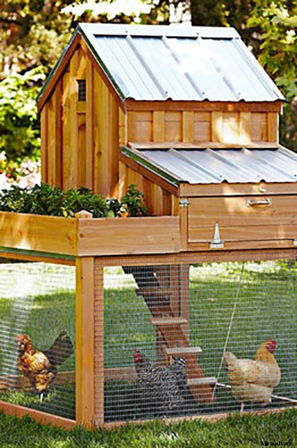 20 Adorable Chicken Coops