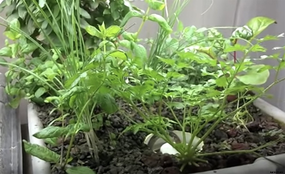 $150 Easy & Affordable DIY Backyard Aquaponics System