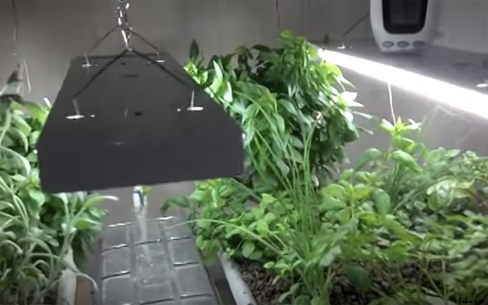 $150 Easy & Affordable DIY Backyard Aquaponics System