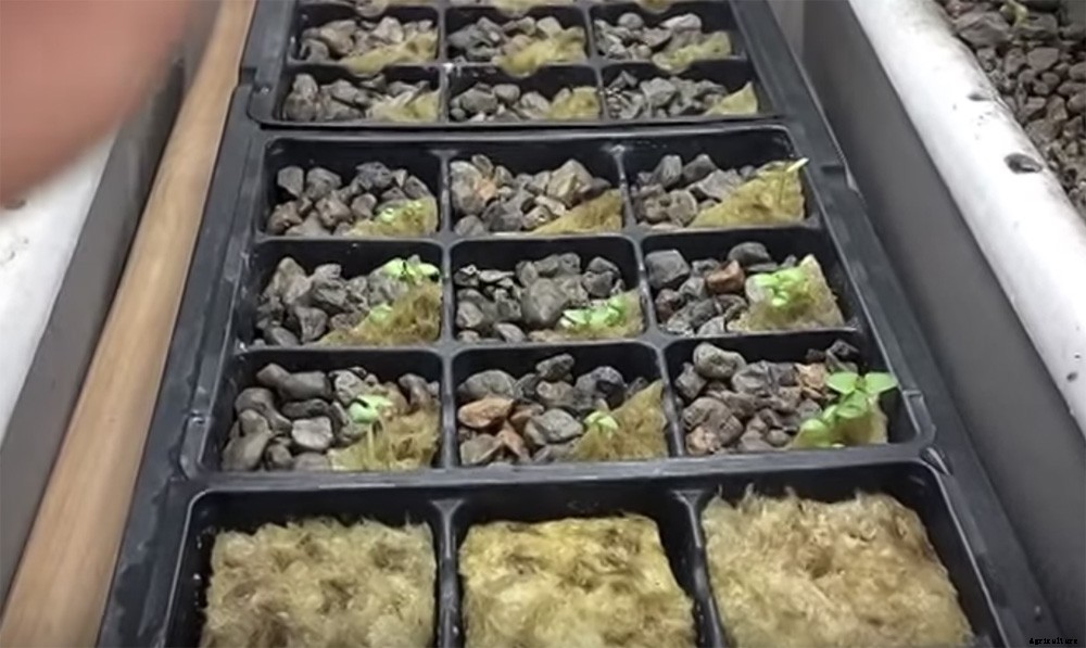 $150 Easy & Affordable DIY Backyard Aquaponics System