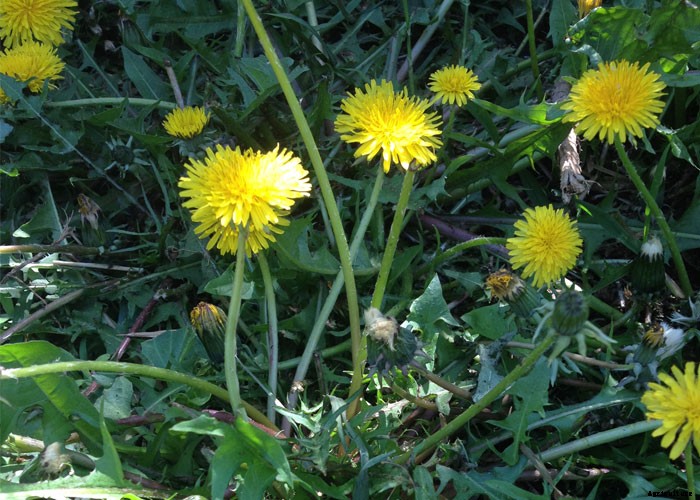 4 Obnoxious Backyard Weeds That Are Surprisingly Good For You