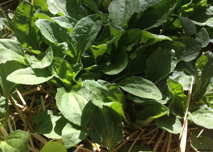 4 Obnoxious Backyard Weeds That Are Surprisingly Good For You