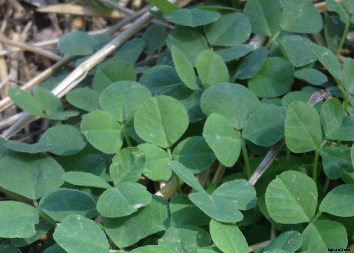 4 Obnoxious Backyard Weeds That Are Surprisingly Good For You