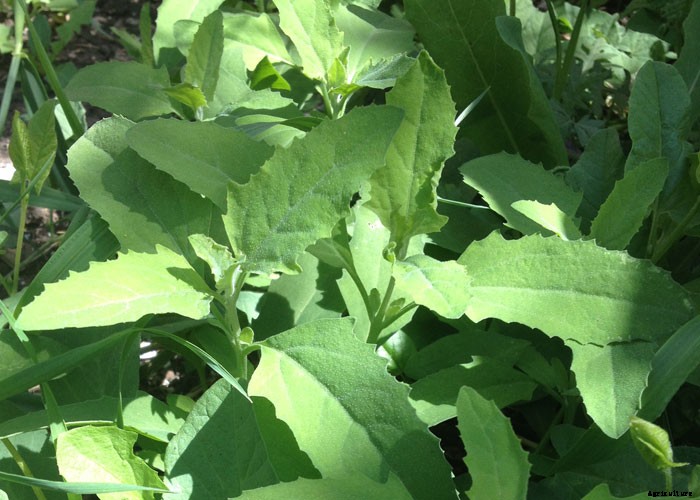 4 Obnoxious Backyard Weeds That Are Surprisingly Good For You