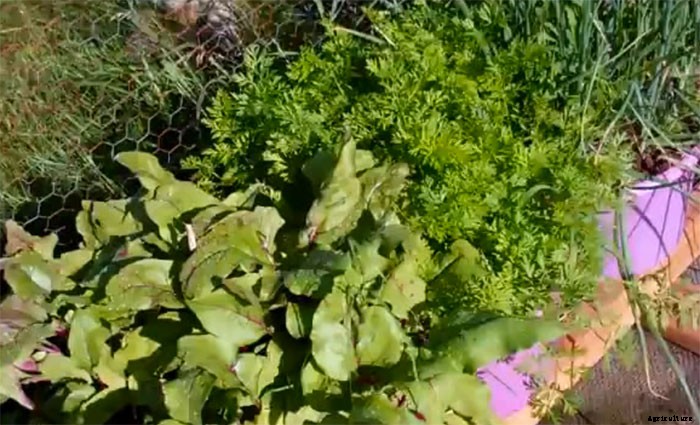 Grow Fantastic Vegetables With Inexpensive Homemade Potting Mix