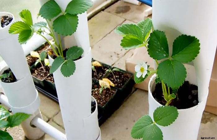 Simple DIY Strawberry Tower for Aquaponic or Hydroponic Growing
