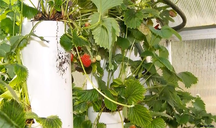 Simple DIY Strawberry Tower for Aquaponic or Hydroponic Growing