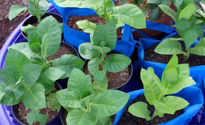 Phenomenal Sub-Irrigated Kiddie Pool Grow Bag System