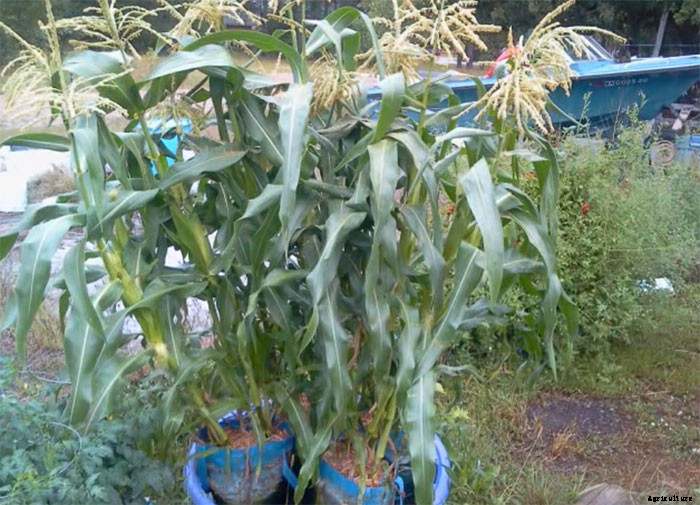 Phenomenal Sub-Irrigated Kiddie Pool Grow Bag System