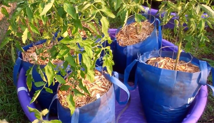 Phenomenal Sub-Irrigated Kiddie Pool Grow Bag System