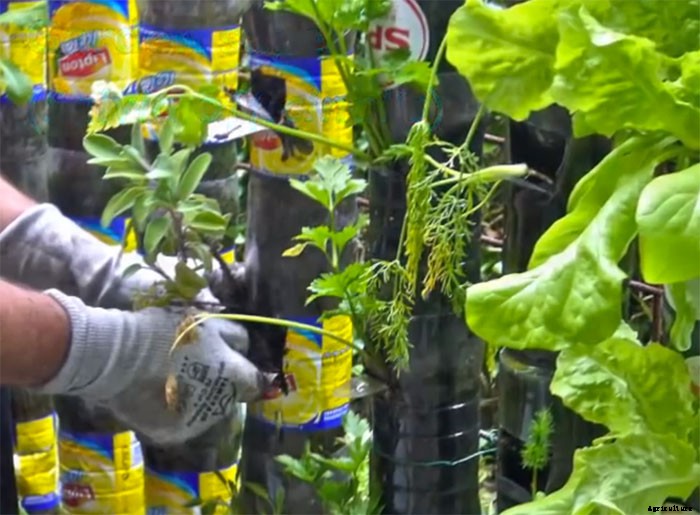 Bottle Tower Gardens Provide Exceptionally Efficient Small Space Growing