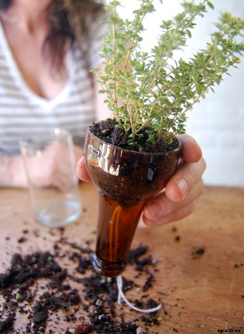 DIY Self-Watering Wine Bottle Herb Garden