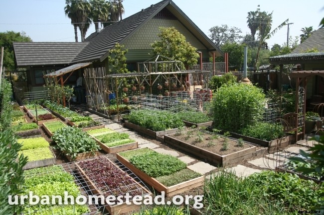 FOODSCAPING REVOLUTION: Grow Food Now Lawns