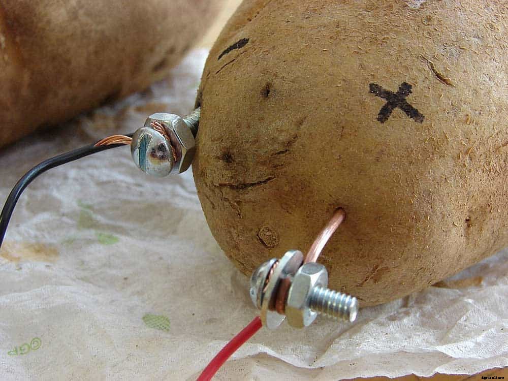 Potatoes Could Power Your Home & Feed Your Family Too