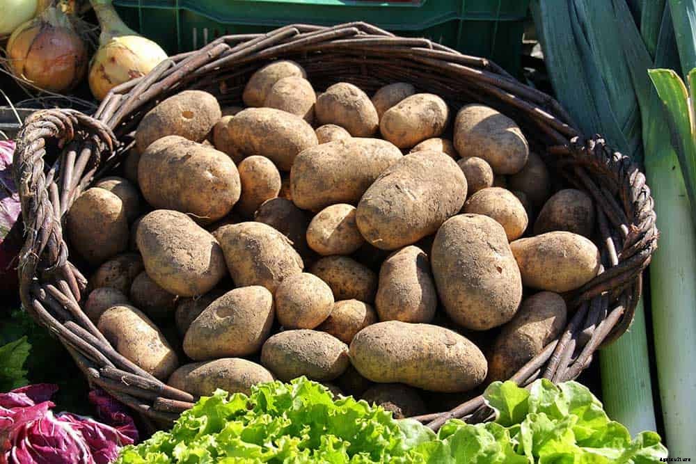 Potatoes Could Power Your Home & Feed Your Family Too