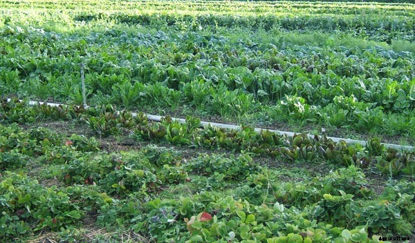 1 Million Small Farms Adds 2.7 Million Jobs & Feeds All Americans, Including The Homeless!