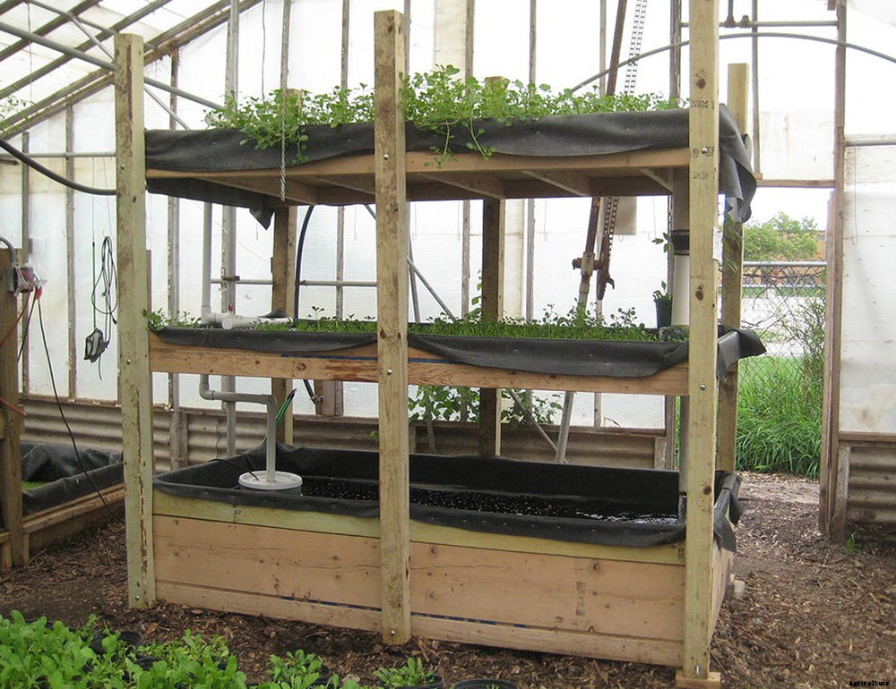 Why Aquaponics is an Amazingly Sustainable Way to Put Food on Your Table