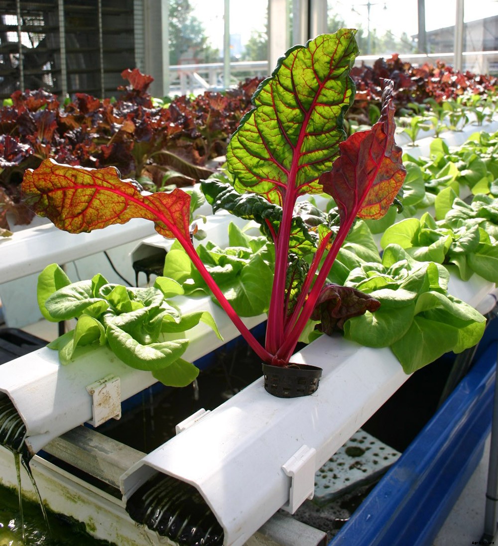 Why Aquaponics is an Amazingly Sustainable Way to Put Food on Your Table