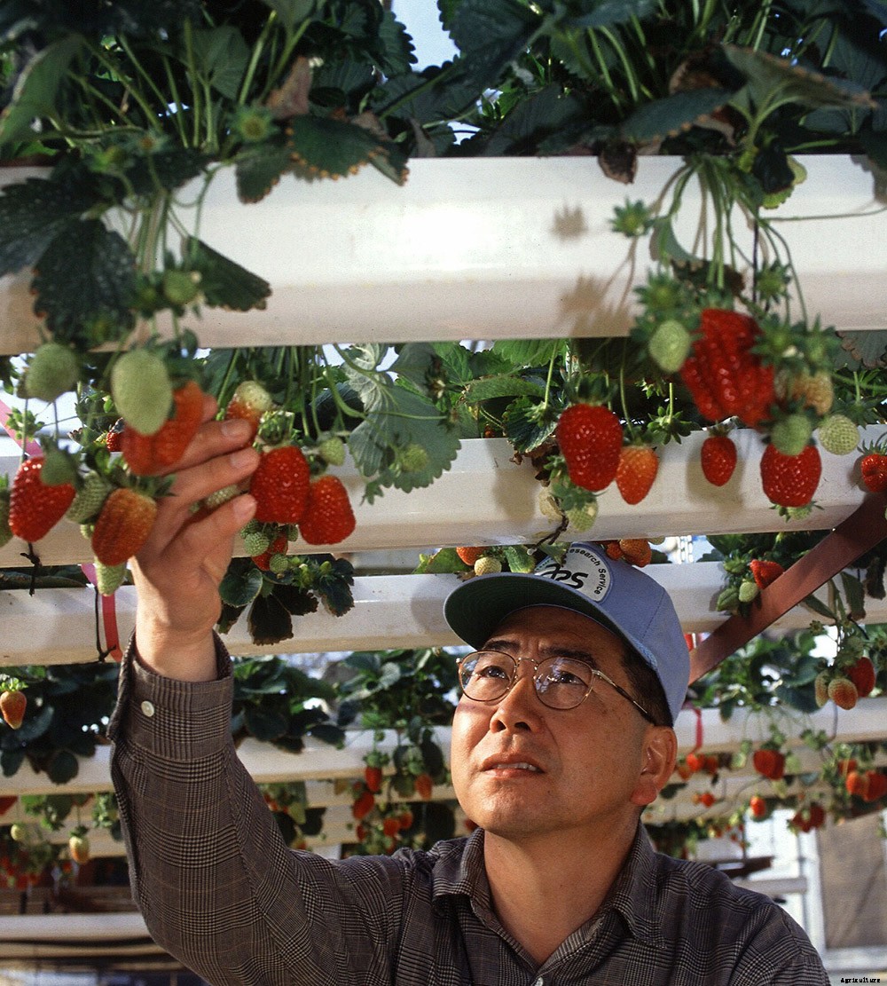 Why Aquaponics is an Amazingly Sustainable Way to Put Food on Your Table