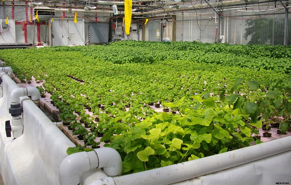 Why Aquaponics is an Amazingly Sustainable Way to Put Food on Your Table
