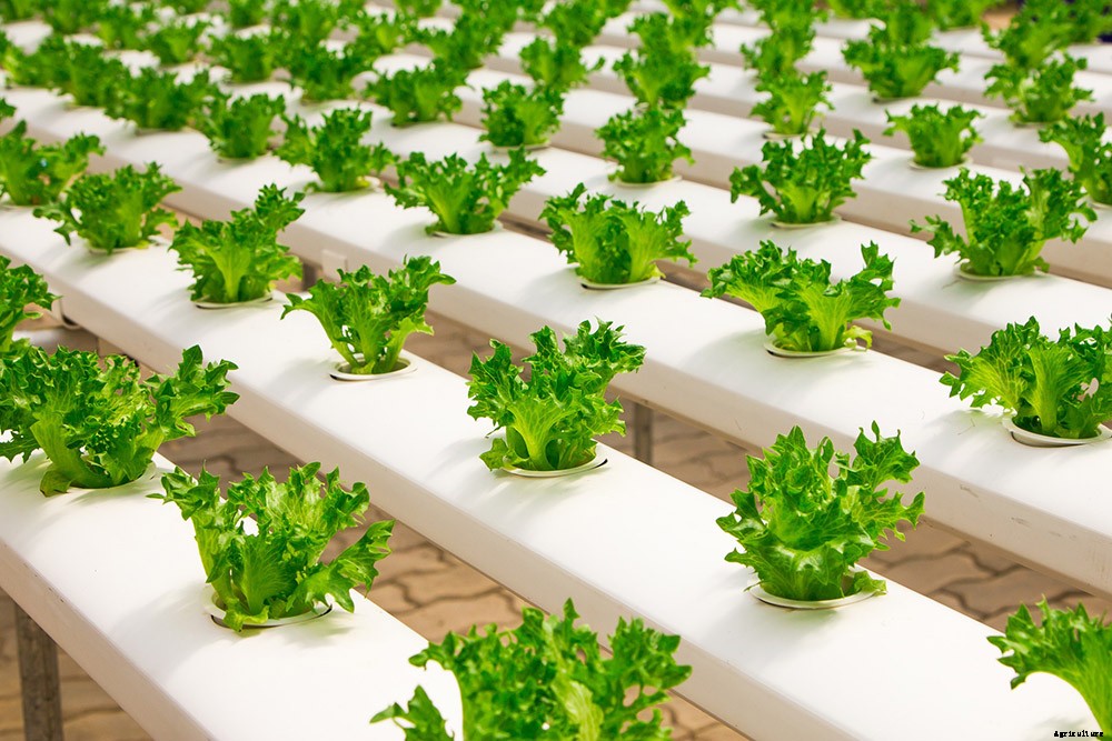 Why Aquaponics is an Amazingly Sustainable Way to Put Food on Your Table