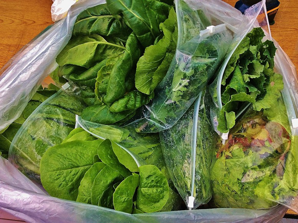 Why Aquaponics is an Amazingly Sustainable Way to Put Food on Your Table