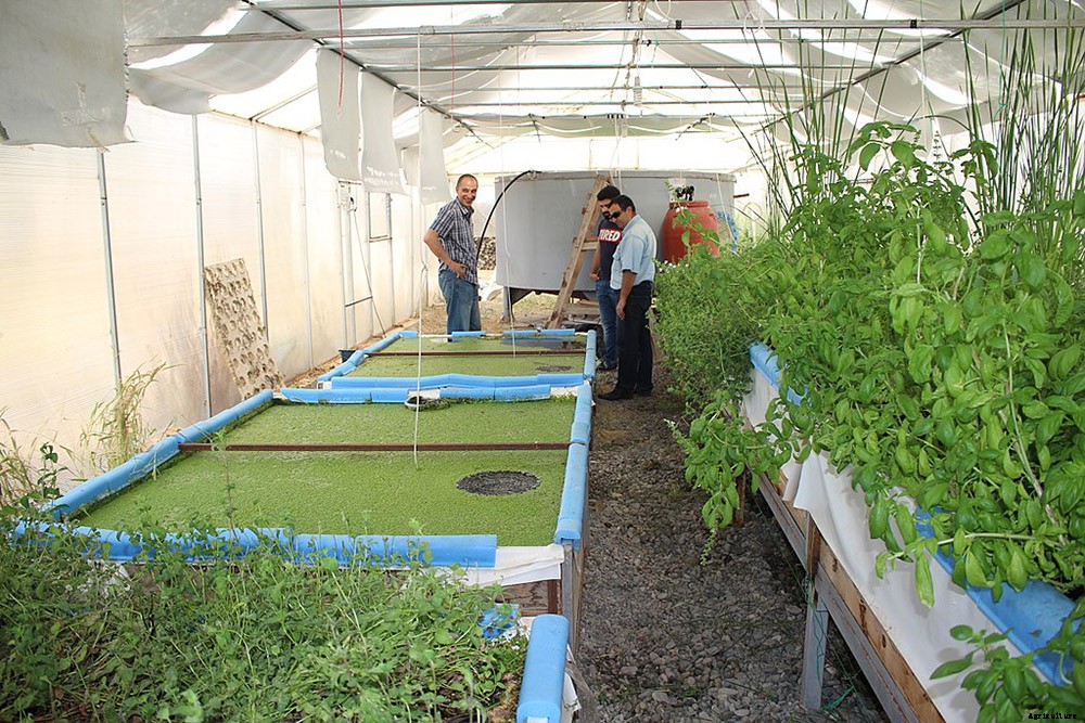 Why Aquaponics is an Amazingly Sustainable Way to Put Food on Your Table