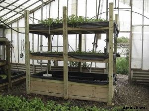 Aquaponics Can Provide Vegetables and Fresh Fish in One System.