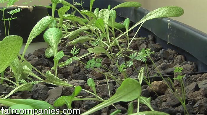 Backyard Aquaponics: DIY System to Farm Fish & Veggies