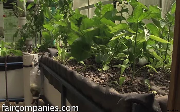 Backyard Aquaponics: DIY System to Farm Fish & Veggies