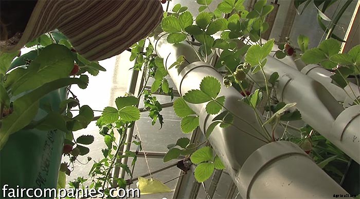 Backyard Aquaponics: DIY System to Farm Fish & Veggies