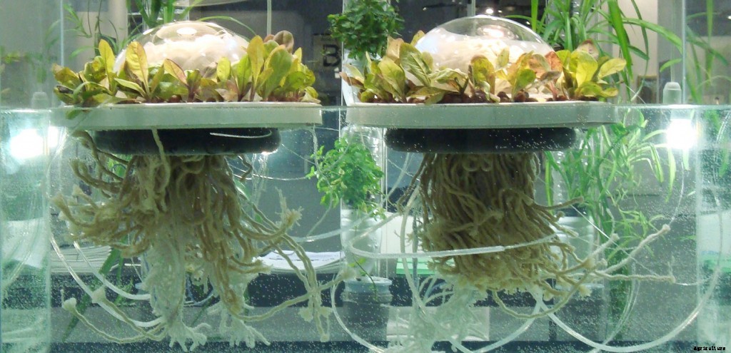 Awesome 750sqft Solar Powered Floating Greenhouse is Pure Genius