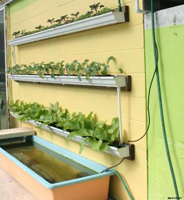 DIY Rain Gutter Aquaponic System