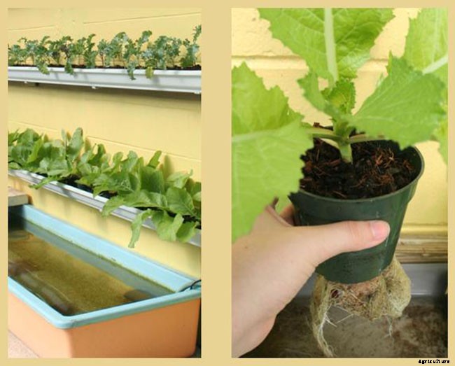 DIY Rain Gutter Aquaponic System