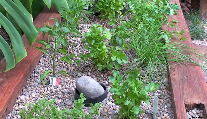 How to Make an Aquaponic Pond System