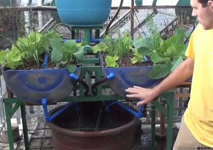 Simple DIY Aquaponic System Made With Barrels