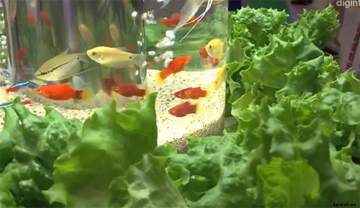Simply Dazzling Indoor Aquaponic System