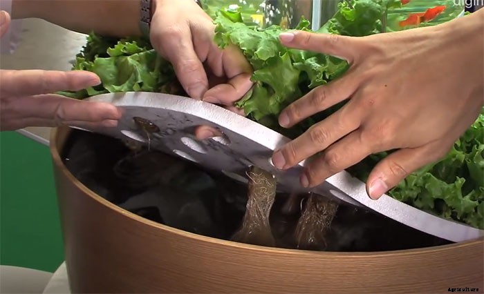 Simply Dazzling Indoor Aquaponic System