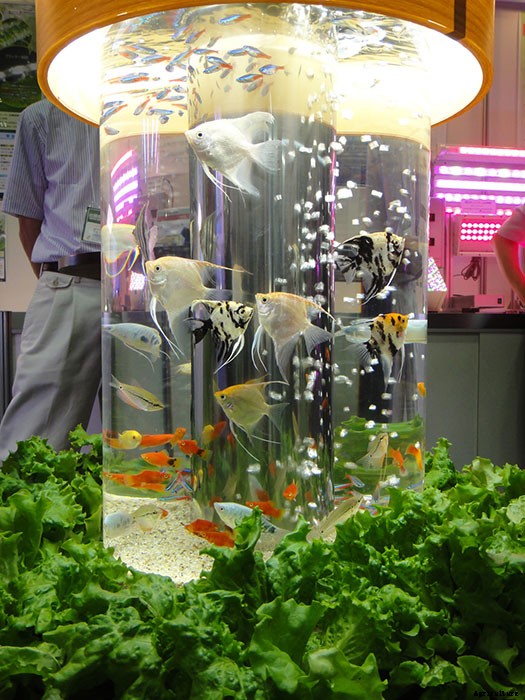 Simply Dazzling Indoor Aquaponic System
