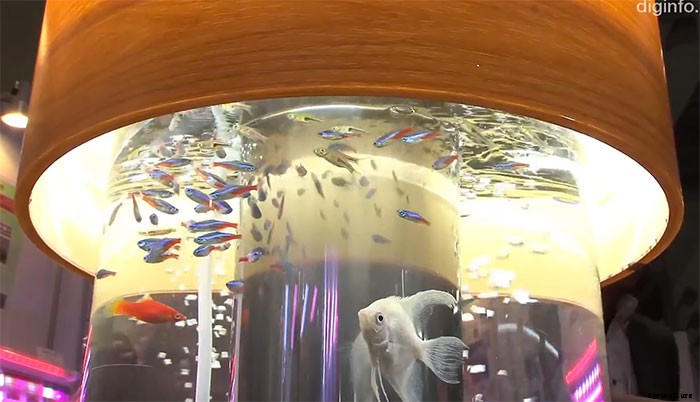 Simply Dazzling Indoor Aquaponic System