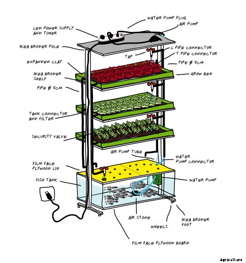DIY Kitchen Aquaponic System Grows a Meal a Day