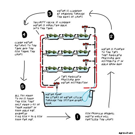 DIY Kitchen Aquaponic System Grows a Meal a Day
