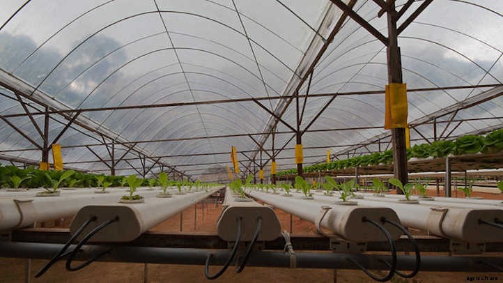 Hydroponic Strawberries: Berries Grown Without Soil