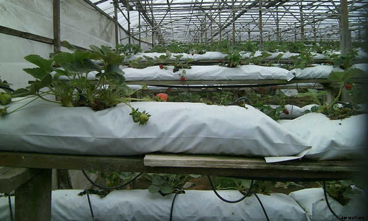 Hydroponic Strawberries: Berries Grown Without Soil