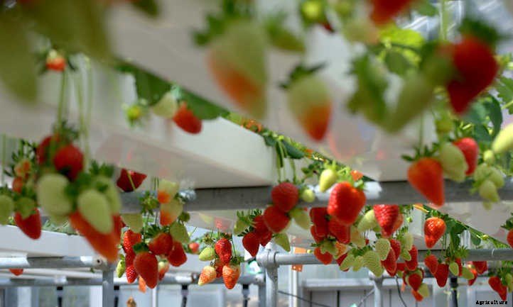 Hydroponic Strawberries: Berries Grown Without Soil