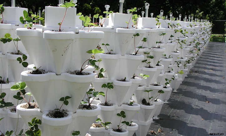 Hydroponic Strawberries: Berries Grown Without Soil