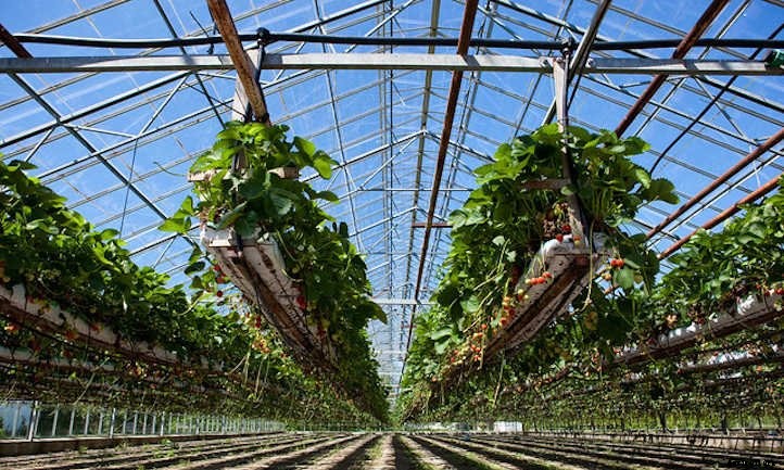 Hydroponic Strawberries: Berries Grown Without Soil
