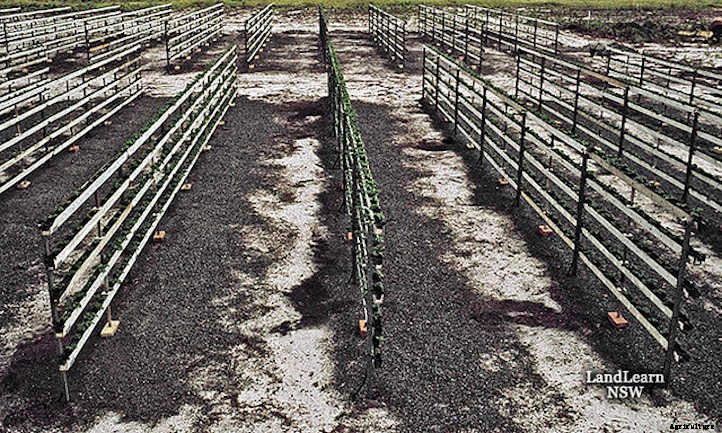 Hydroponic Strawberries: Berries Grown Without Soil