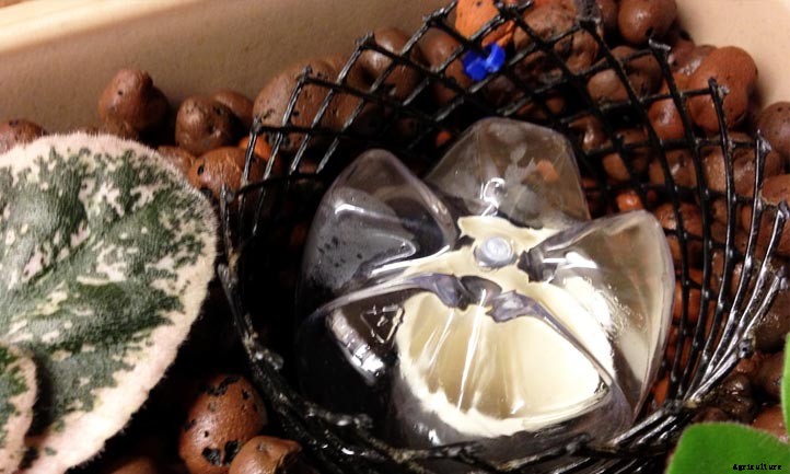 Outdoor Hydroponics: 9 Tips For Maximum Yields